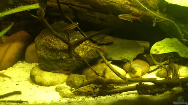 Glühlicht-Salmler von Markus J. (31)