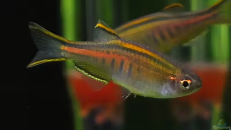 Glühlichtbärbling von axolotl (87)