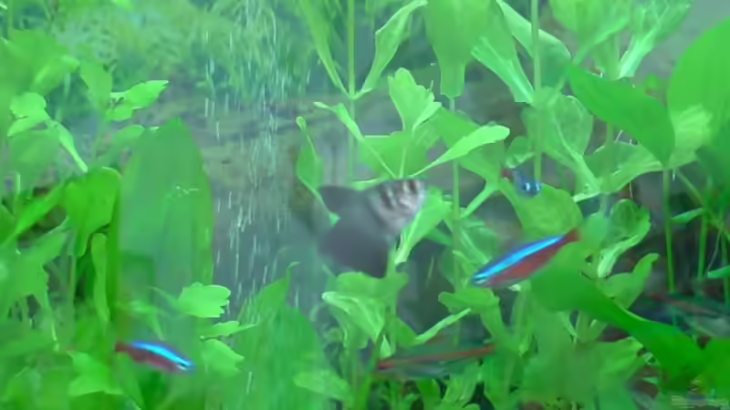 Glühlichtsalmer, Roter Neon, Trauermantelsalmer von Oliver Kemna (21)