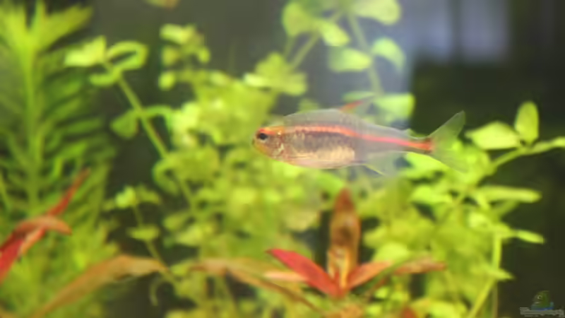 Glühlichtsalmler - schon etwas in die Jahre gekommen von Stefan Hartl (11)