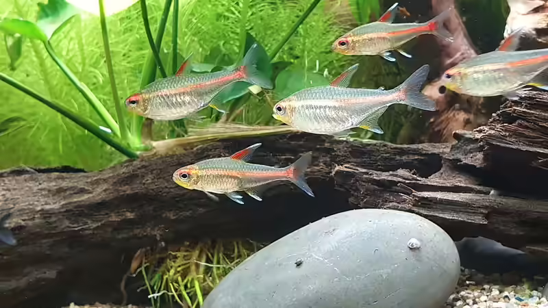 Glühlichtsalmler  von Fischsuppe (11)