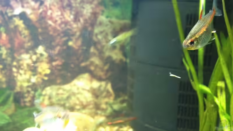 Glühlichtsalmler 2 von alex-kolb (8)