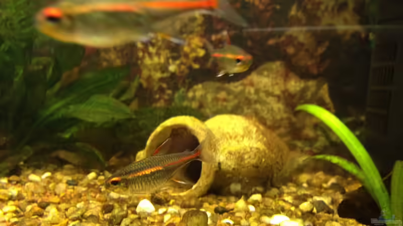 Glühlichtsalmler 3 von alex-kolb (9)