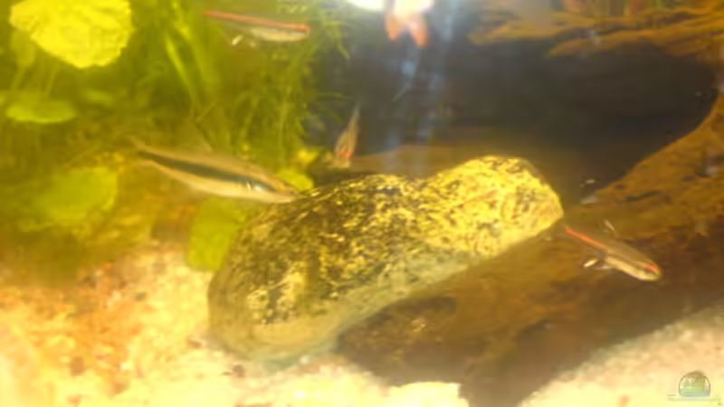 Glühlichtsalmler an der Jatiwurzel von Lars Albrecht (11)