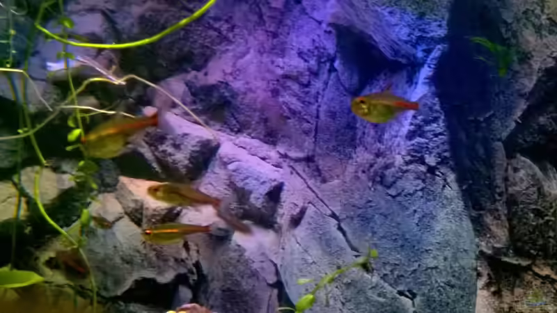 Glühlichtsalmler bei Dämerung von Lars Ascher (52)