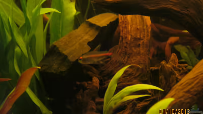 Glühlichtsalmler (Hemigrammus erythrozonus) von Paul B. (41)