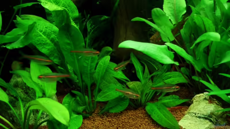 Glühlichtsalmler und red-fire Garnele 24.07.11 24.07.11 von ~Marco~ (48)