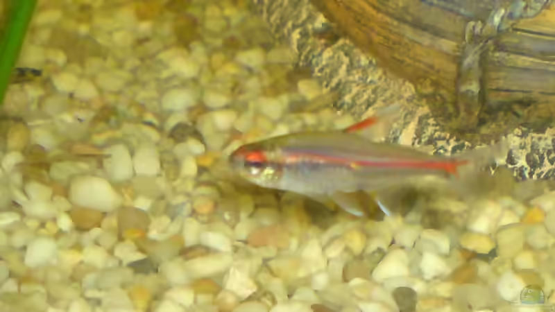 Glühlichtsalmler von Achim Dengler (30)