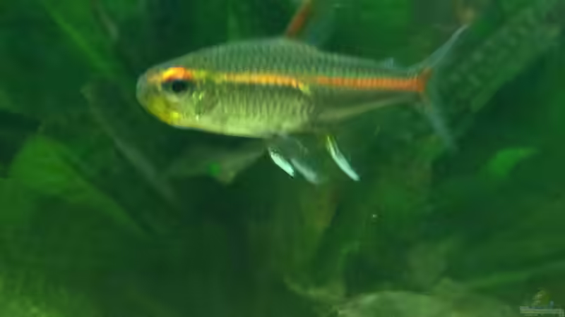 Glühlichtsalmler von alex-kolb (7)