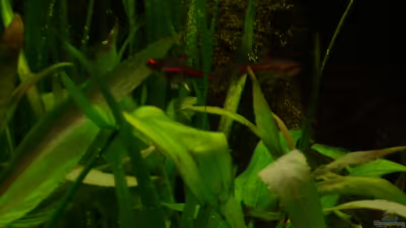 Glühlichtsalmler von @quarium Cologne (101)