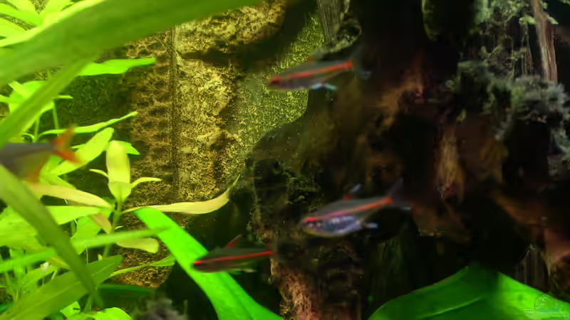 Glühlichtsalmler von @quarium Cologne (82)