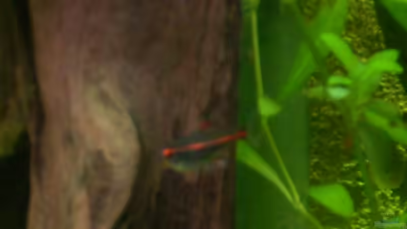 Glühlichtsalmler von @quarium Cologne (84)