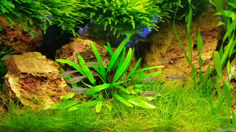 Glühlichtsalmler von Aquasteve (24)