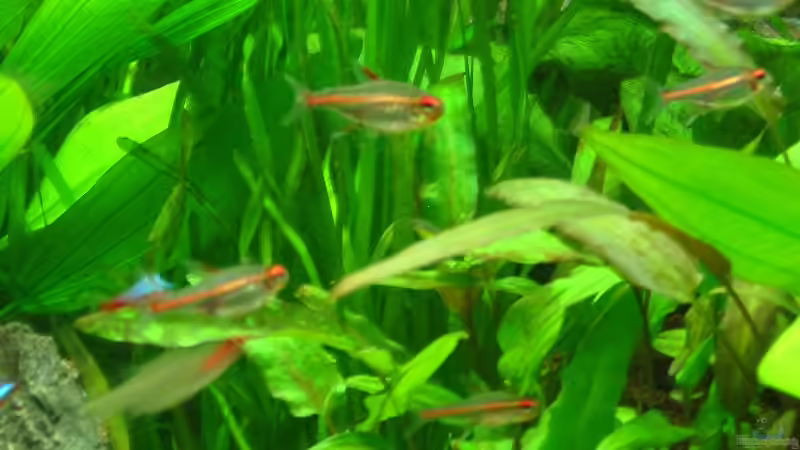 Glühlichtsalmler von Bämbel (40)