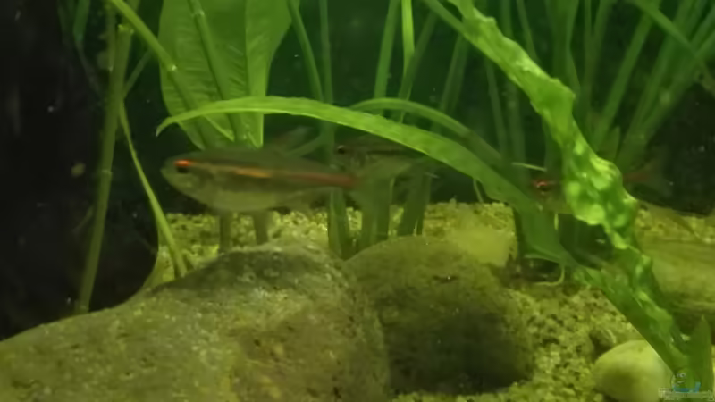 Glühlichtsalmler von Boreas (5)