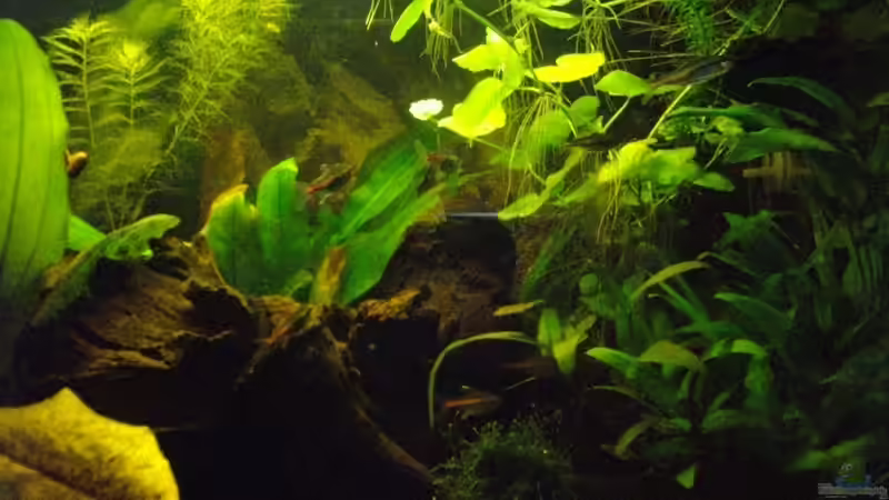 Glühlichtsalmler von Caricciola (11)