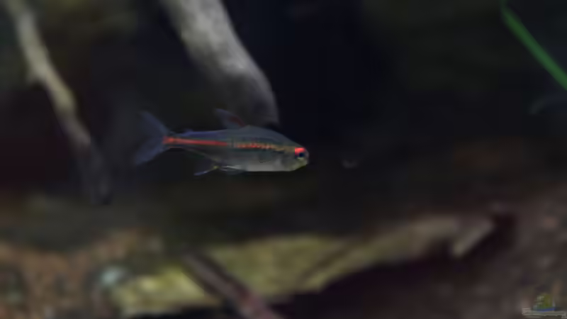 Glühlichtsalmler von Falk (31)