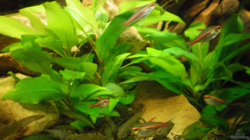 Glühlichtsalmler von Falk Bellmann (48)