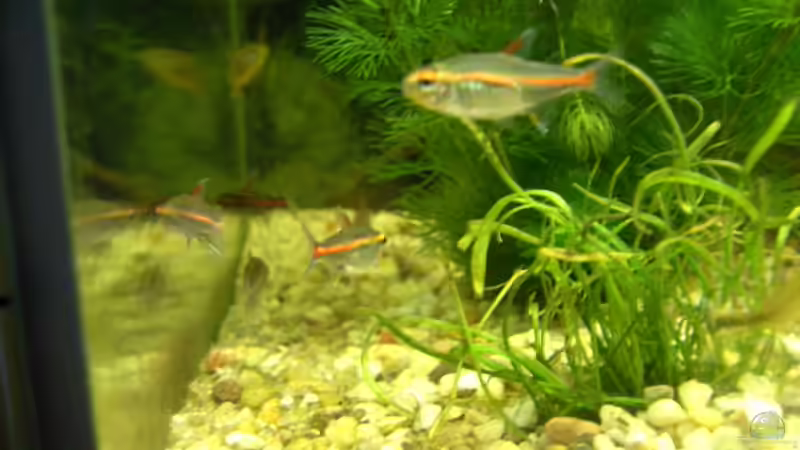 Glühlichtsalmler von Fritz Herbel (14)