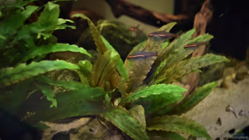 Glühlichtsalmler von Junglist (60)