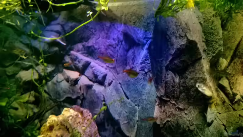 Glühlichtsalmler von Lars Ascher (48)