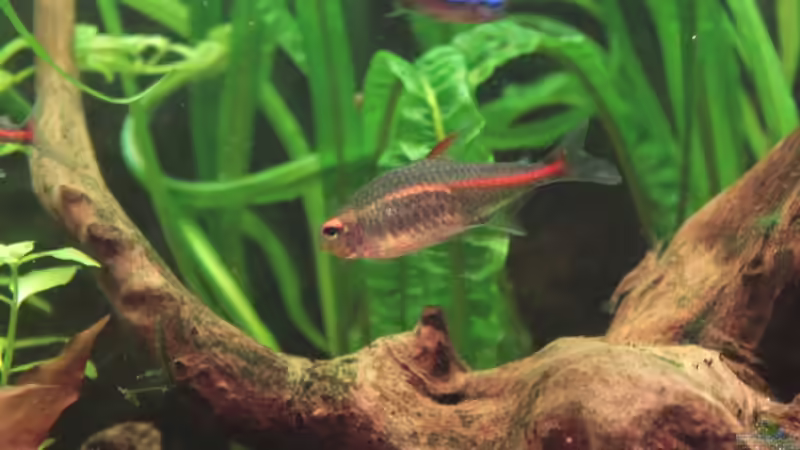 Glühlichtsalmler von Stefan Hartl (12)