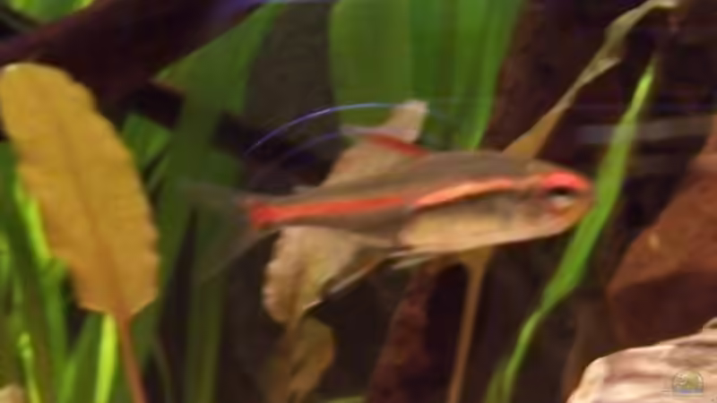 Glühlichtsalmler von Timo Göhl (6)