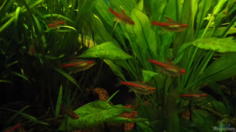 Glühlichtsalmler von TurboTorsten (7)