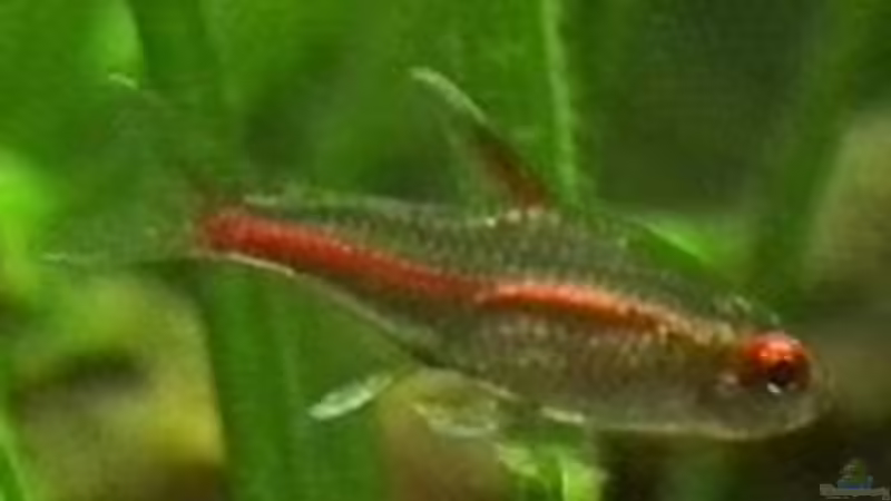 Glühlichtsammler von Andy_L (5)