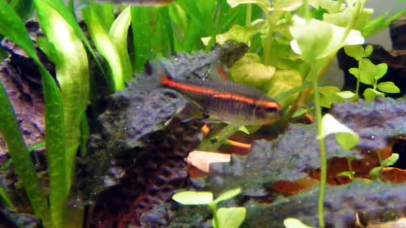 Glülichtsalmler und meine Crypto. wendtii,die gewellte Variante von Falk (14)