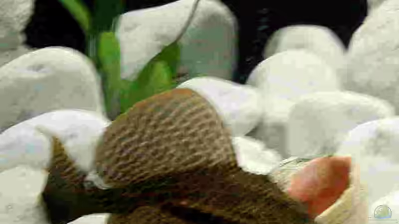 Glypthoperichtys gibbiceps  von Markus Tratschitt (4)