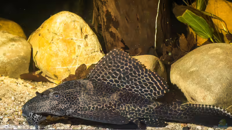 Wabenschilderwelse im Aquarium (Einrichtungsbeispiele für Glyptoperichthys gibbiceps)