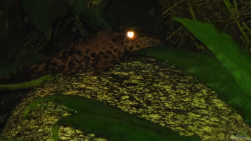 Glyptoperichtthys gibbiceps von Korbi (31)