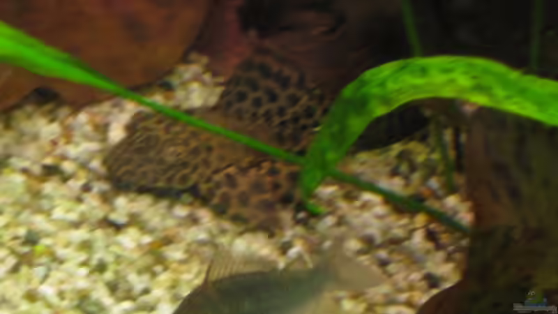 Glyptoperichtthys gibbiceps von Korbi (32)