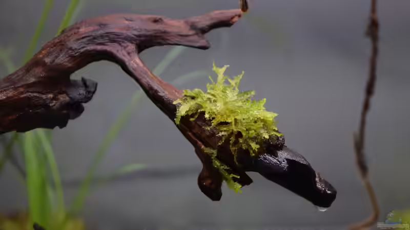 Gnarly Wood mit Java-Moos aufgebunden von Junglist (18)