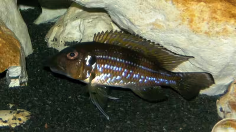 Aquarien mit Gnathochromis permaxillaris (Staubsauger-Cichlide)