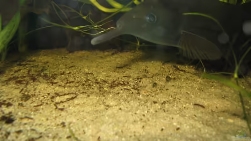 Aquarien mit Gnathonemus petersii (Elefantenrüsselfisch)