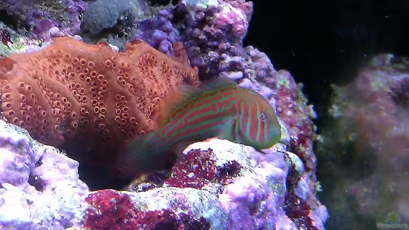 Gobiodon Histrio von snoopy2008 (17)