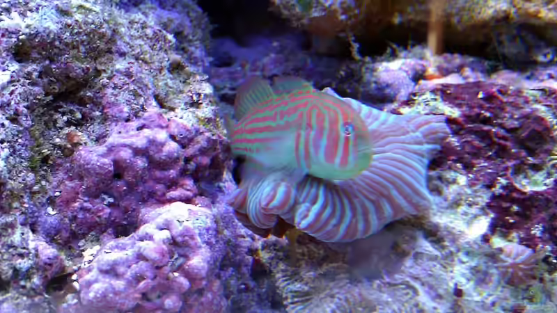 Gobiodon Histrio von snoopy2008 (18)