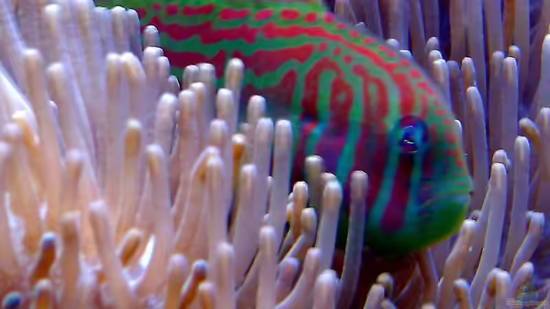 Gobiodon Histrio von snoopy2008 (19)