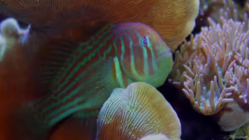 Aquarien mit Gobiodon histrio (Blaupunkt-Korallengrundel)