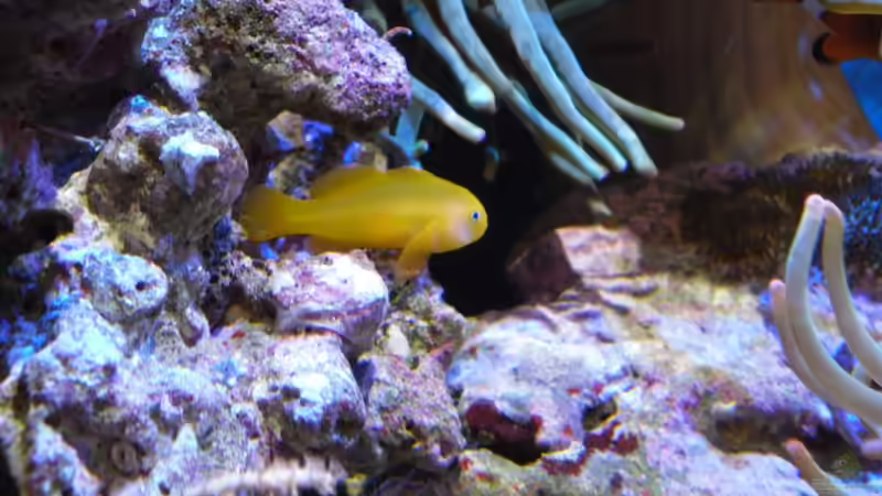 Gobiodon okinawae im Aquarium halten (Einrichtungsbeispiele für Gelbe Korallengrundel)