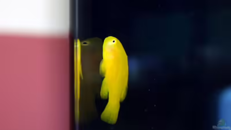 Gobiodon okinawae von Uwe Zawadski (15)