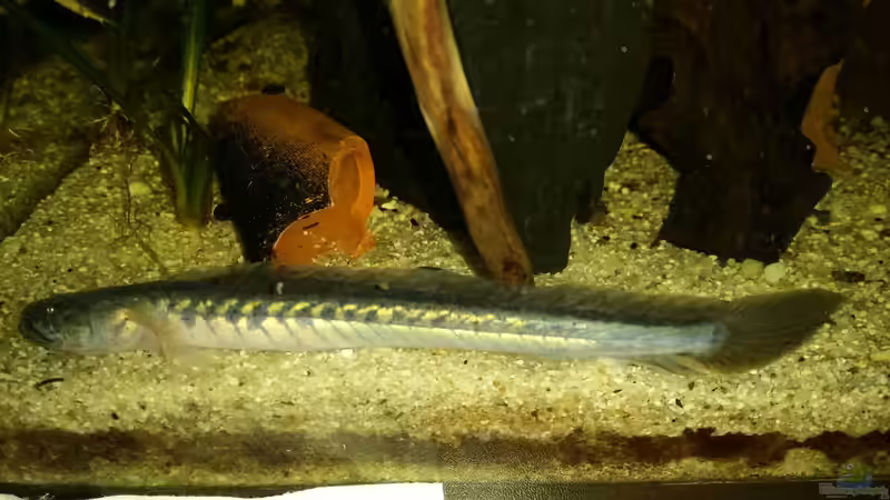 Gobioides broussonetti ´Rüdiger´ in voller Pracht! von David S. (10)