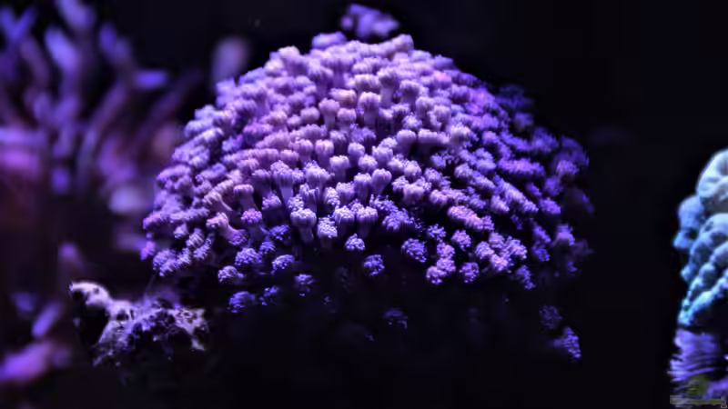 Goinopora von Thomas S-H (10)