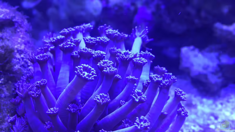 Goinopora von Thomas S-H (12)