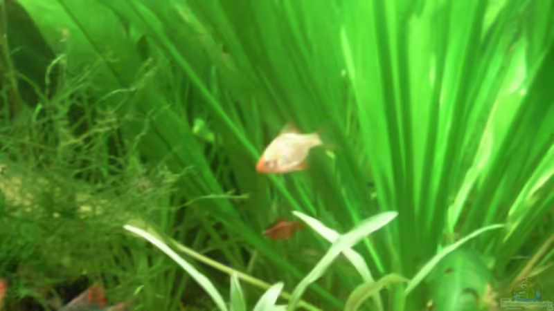 Gold, Moos und Kirschbarbe von Feuerschwanz (8)