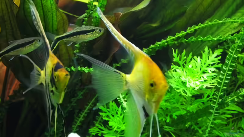 Gold- und Marmorskalar von Oberoesterreicher (32)