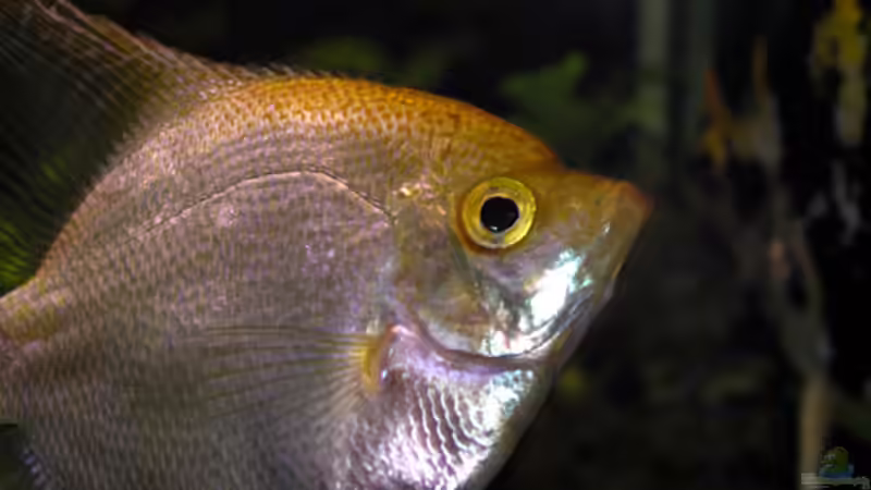 Gold-Else von Fossybear (40)