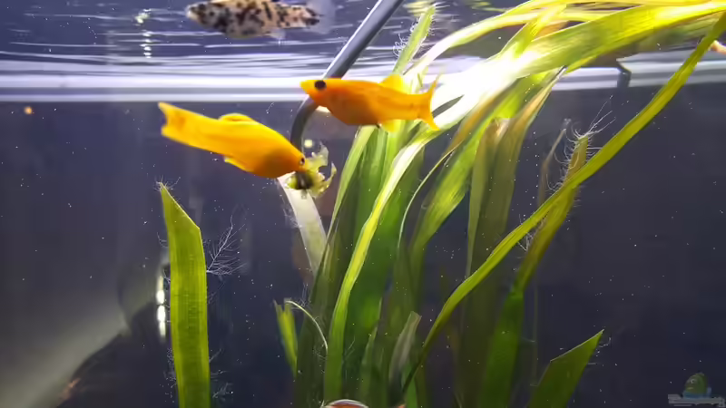 Gold Molly Fütterung von Nordlicht Ka (7)